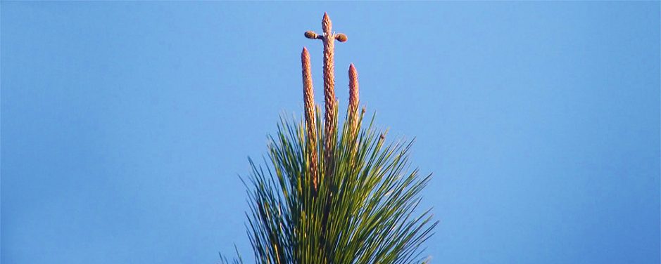 The Proclamation of the Pine